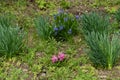 Pink and blue flowers of hyacinths in April Royalty Free Stock Photo