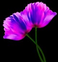 Pink-blue flowers tulips on  black  isolated background with clipping path. Close-up. Flowers on the stem. Nature Royalty Free Stock Photo