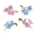 Pink and blue forget-me-not flowers watercolor illustration set. Hand drawn myosotis meadow herb botanical plant element.