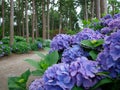 Pink and blue Hortensia s in a garden. Royalty Free Stock Photo