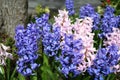 Pink and Blue Hyacinth.