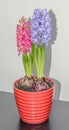 Pink, blue Hyacinthus orientalis, garden hyacinth flowers, bulbs Royalty Free Stock Photo