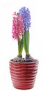 Pink, blue Hyacinthus orientalis, garden hyacinth flowers, bulbs Royalty Free Stock Photo