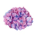 Pink and blue hydrangea flower watercolor illustration. Close up realistic image of beautiful garden flower. Hand drawn hortensia.