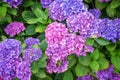Pink and blue hydrangea flowerbed Royalty Free Stock Photo