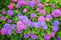 Pink and blue hydrangea flowerbed Royalty Free Stock Photo