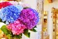 Blue and pink flowers of hydrangea close-up. Natural hydrangea flowers background Royalty Free Stock Photo