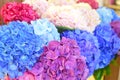 Blue and pink flowers of hydrangea close-up. Natural hydrangea flowers background Royalty Free Stock Photo