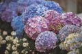 Pink, blue, lilac, violet, purple Hydrangea flower blooming in spring and summer in a garden. Royalty Free Stock Photo