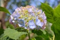 Pink, blue, lilac, violet, purple Hydrangea flower Hydrangea macrophylla  blooming in spring and summer in a garden close up. Royalty Free Stock Photo