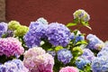 Purple Hydrangea flower Hydrangea macrophylla blooming in spring and summer in a garden Royalty Free Stock Photo