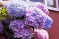 Purple Hydrangea flower Hydrangea macrophylla blooming in spring and summer in a garden Royalty Free Stock Photo