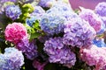 Purple Hydrangea flower Hydrangea macrophylla blooming in spring and summer in a garden Royalty Free Stock Photo