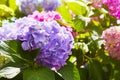 Purple Hydrangea flower Hydrangea macrophylla blooming in spring and summer in a garden Royalty Free Stock Photo