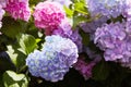 Purple Hydrangea flower Hydrangea macrophylla blooming in spring and summer in a garden Royalty Free Stock Photo