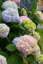 Hydrangea macrophylla - Beautiful bush of hortensia flowers Royalty Free Stock Photo