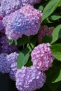 Pink, blue, lilac, violet, purple Hydrangea flower Hydrangea macrophylla  blooming in spring and summer in a garden. Royalty Free Stock Photo