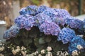 Pink, blue, lilac, violet, purple Hydrangea flower blooming in spring and summer in a garden. Royalty Free Stock Photo