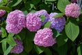 Pink, blue, lilac, violet, purple Hydrangea flower Hydrangea macrophylla  blooming in spring and summer in a garden. Royalty Free Stock Photo