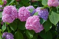 Pink, blue, lilac, violet, purple Hydrangea flower Hydrangea macrophylla  blooming in spring and summer in a garden. Royalty Free Stock Photo