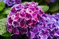 Pink, blue, lilac, violet, purple Hydrangea flower (Hydrangea macrophylla) blooming in spring and summer in a garden. Hydrangea Royalty Free Stock Photo