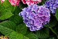 Pink, blue, lilac, violet, purple Hydrangea flower (Hydrangea macrophylla) blooming in spring and summer in a garden. Hydrangea Royalty Free Stock Photo
