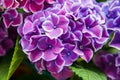 Pink, blue, lilac, violet, purple Hydrangea flower (Hydrangea macrophylla) blooming in spring and summer in a garden. Hydrangea Royalty Free Stock Photo