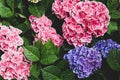 Pink, blue, lilac, violet, purple Hydrangea flower (Hydrangea macrophylla) blooming in spring and summer in a garden. Hydrangea Royalty Free Stock Photo