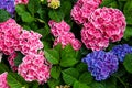 Pink, blue, lilac, violet, purple Hydrangea flower (Hydrangea macrophylla) blooming in spring and summer in a garden. Hydrangea Royalty Free Stock Photo