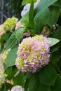 Hydrangea macrophylla - Beautiful bush of hortensia flowers Royalty Free Stock Photo