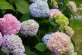 Hydrangea macrophylla - Beautiful bush of hortensia flowers Royalty Free Stock Photo