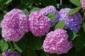 Pink, blue, lilac, violet, purple Hydrangea flower Hydrangea macrophylla  blooming in spring and summer in a garden. Royalty Free Stock Photo