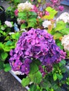 Pink, blue, lilac, violet, purple Hydrangea flower Hydrangea macrophylla blooming in spring and summer in a garden Royalty Free Stock Photo