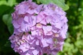 Pink, blue, lilac, violet, purple Hydrangea flower Hydrangea macrophylla  blooming in spring and summer in a garden close up. Royalty Free Stock Photo