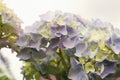 Pink, blue, lilac, violet, purple Hydrangea flower (Hydrangea macrophylla) isolated o a white background with Royalty Free Stock Photo