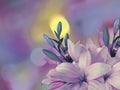 Pink-blue lilies flowers,on the bright blurred background with round yellow, blue,purple highlights. Closeup. Bright floral co Royalty Free Stock Photo