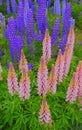 Pink and blue lupin flowers Royalty Free Stock Photo