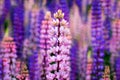 Pink and blue lupines