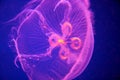 Pink Blue Moon Jellyfish - Aurelia aurita Royalty Free Stock Photo