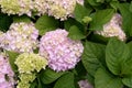 Pink and Blue Mophead Hydrangea macrophylla Endless Summer in flower. Royalty Free Stock Photo