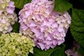 Pink and Blue Mophead Hydrangea macrophylla Endless Summer in flower. Royalty Free Stock Photo