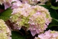 Pink and Blue Mophead Hydrangea macrophylla Endless Summer in flower. Royalty Free Stock Photo