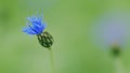 Pink and blue and purple cornflower against a soft green backdrop. Knapweed bluet flowering plant also called bachelors