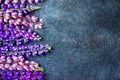 Pink and blue and purple lupine flowers on a gray wooden background in high resolution Royalty Free Stock Photo