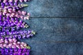 Pink And Blue And Purple Lupine Flowers On A Gray Wooden Background In High Resolution