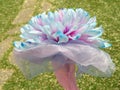 Pink and Blue Signle Flower