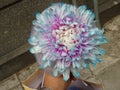 Pink and Blue Signle Flower