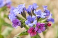 Pink-blue spring flowers of the lungwort Pulmonaria in the spring forest. The first spring flowers Royalty Free Stock Photo