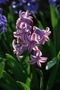 Pink bluebell