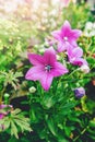 pink bluebell blooming in spring in the wild. Pink flower on a green background. Natural background